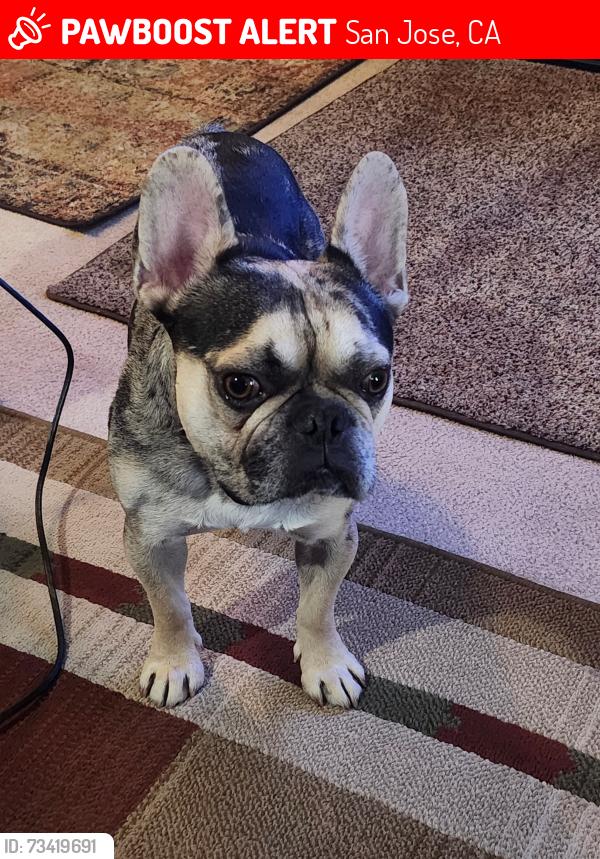 Lost Male Dog last seen McLaughlin and Beaconsfield Road, San Jose, CA 95121