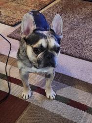 Lost Male Dog last seen McLaughlin and Beaconsfield Road, San Jose, CA 95121