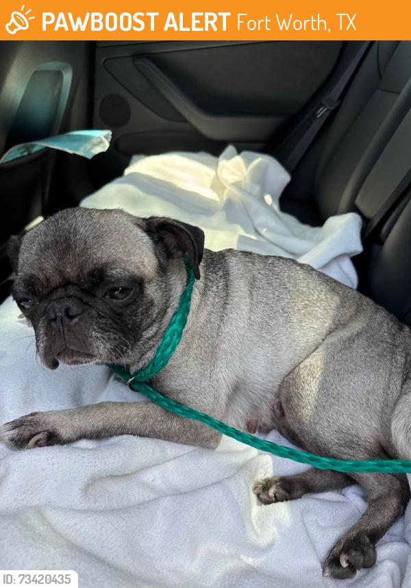 Found/Stray Female Dog last seen Ederville Road, Fort Worth, TX 76103