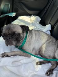 Found/Stray Female Dog last seen Ederville Road, Fort Worth, TX 76103