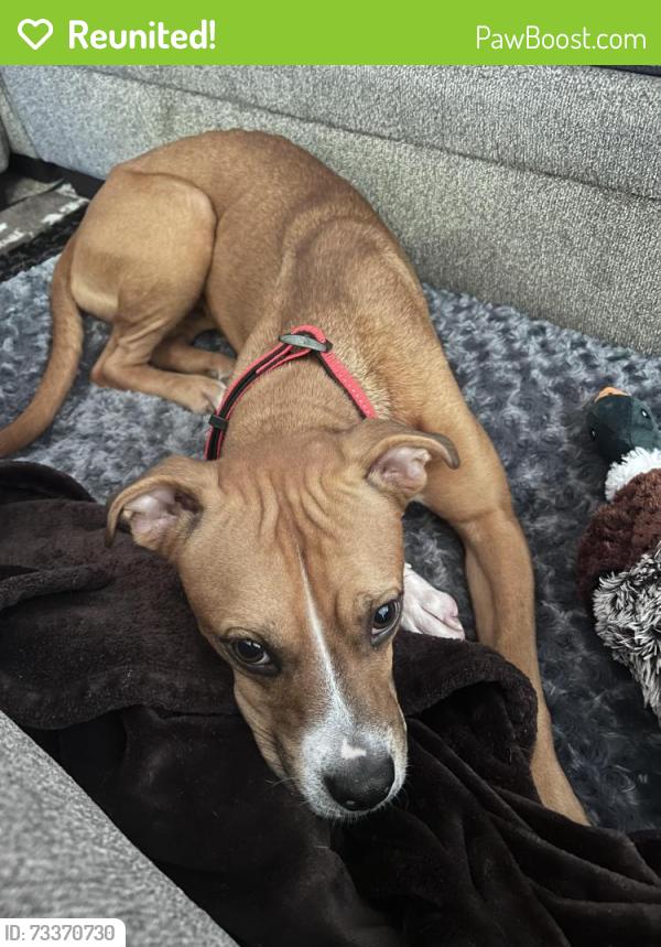 Reunited Female Dog last seen 91st Ave W Sandra Terrace 85382, Peoria, AZ 85382