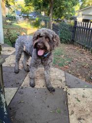 Found/Stray Male Dog last seen Wood Ave, Houston St, Bayless Ave Area, Florence, AL 35630