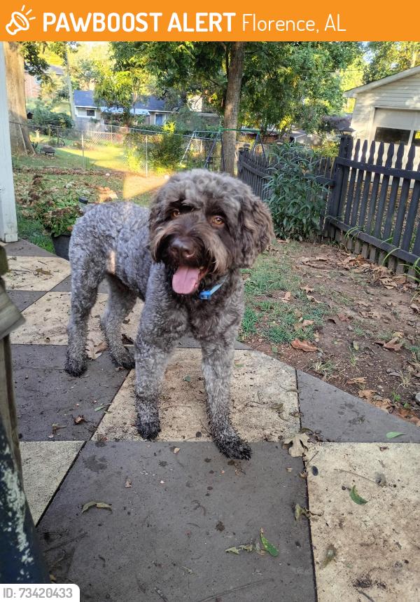 Found/Stray Male Dog last seen Wood Ave, Houston St, Bayless Ave Area, Florence, AL 35630