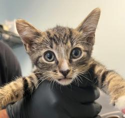 Shelter Stray Male Cat last seen Near Fifth Avenue, San Diego, CA, 92103, 5500 Gaines St, San Diego, CA 92110, USA