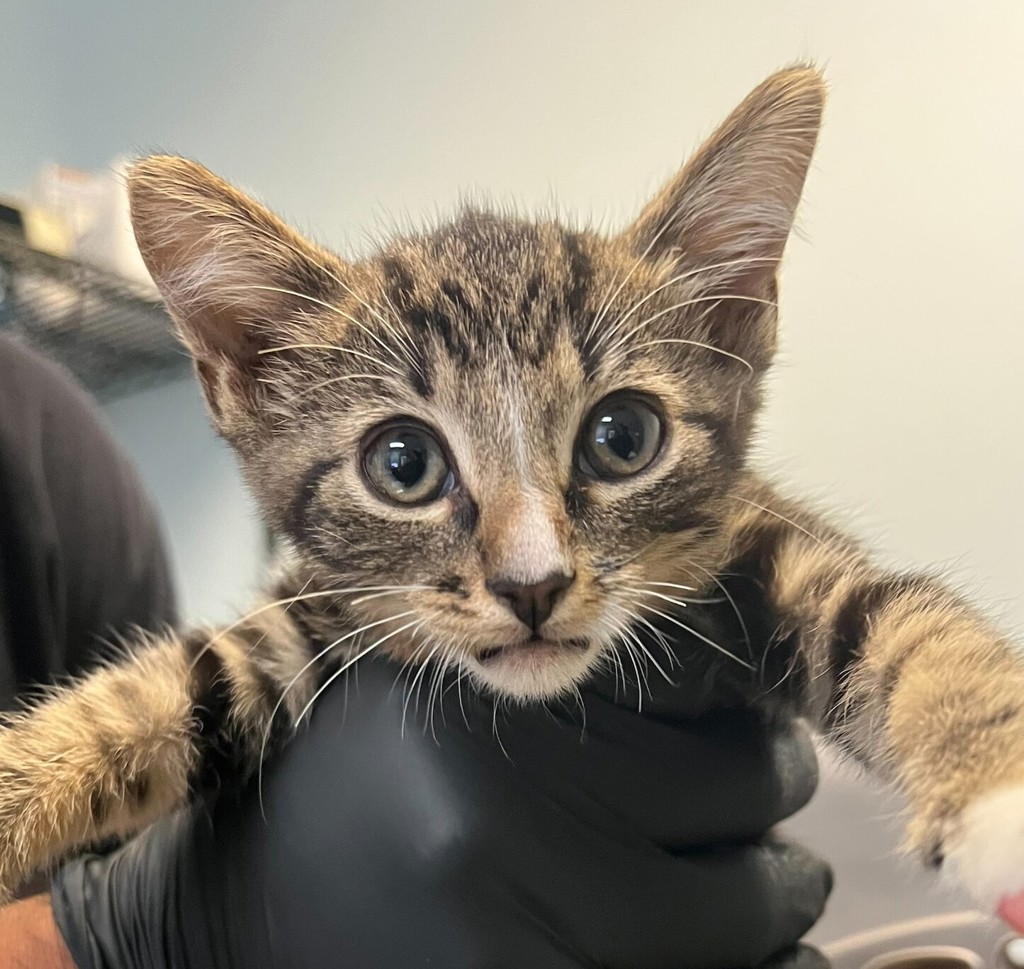 Shelter Stray Male Cat last seen Near Fifth Avenue, San Diego, CA, 92103, 5500 Gaines St, San Diego, CA 92110, USA