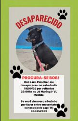 Lost Male Dog last seen Avenida Mendonça drumond, Jardim Maringa, SP 