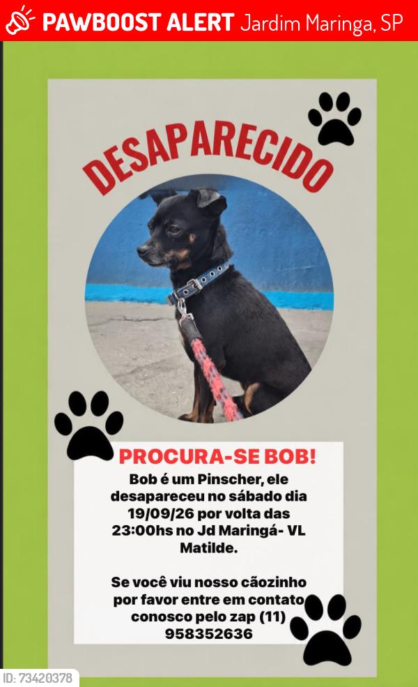 Lost Male Dog last seen Avenida Mendonça drumond, Jardim Maringa, SP 