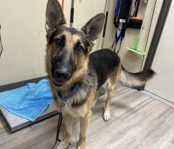 Shelter Stray Male Dog last seen Near Leon Street, Oceanside, CA, 92057, Oceanside, CA 92058, USA