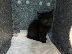 Shelter Stray Female Cat last seen Near E 148 Street, BRONX, NY, 10451, 326 E 110th St, New York, NY 10029, USA