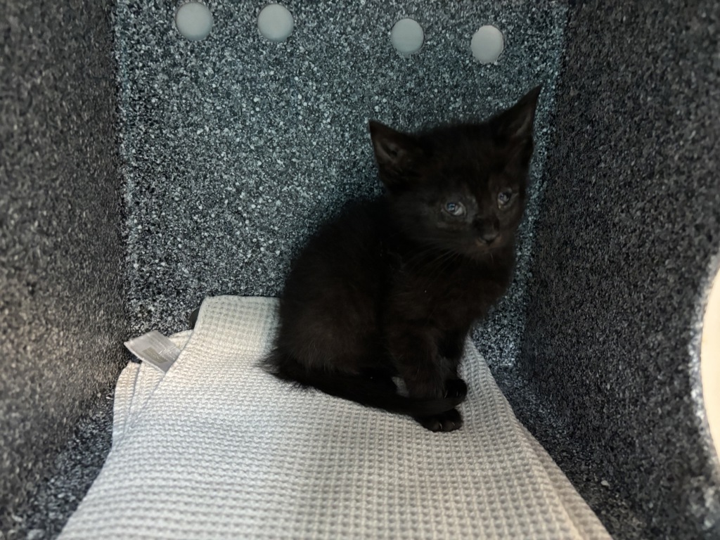 Shelter Stray Female Cat last seen Near E 148 Street, BRONX, NY, 10451, 326 E 110th St, New York, NY 10029, USA