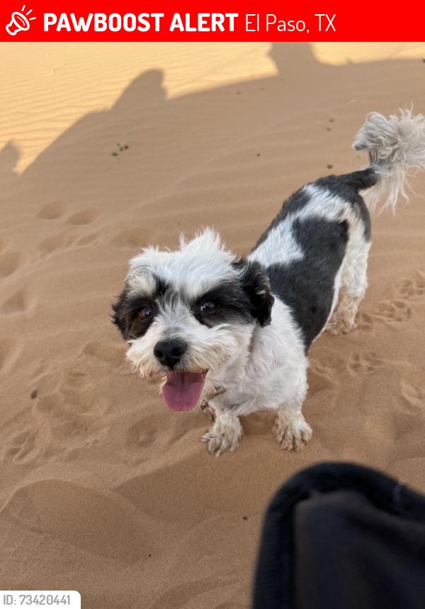 Lost Male Dog last seen Delta and Barcelona Dr, El Paso, TX 79905