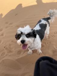 Lost Male Dog last seen Delta and Barcelona Dr, El Paso, TX 79905
