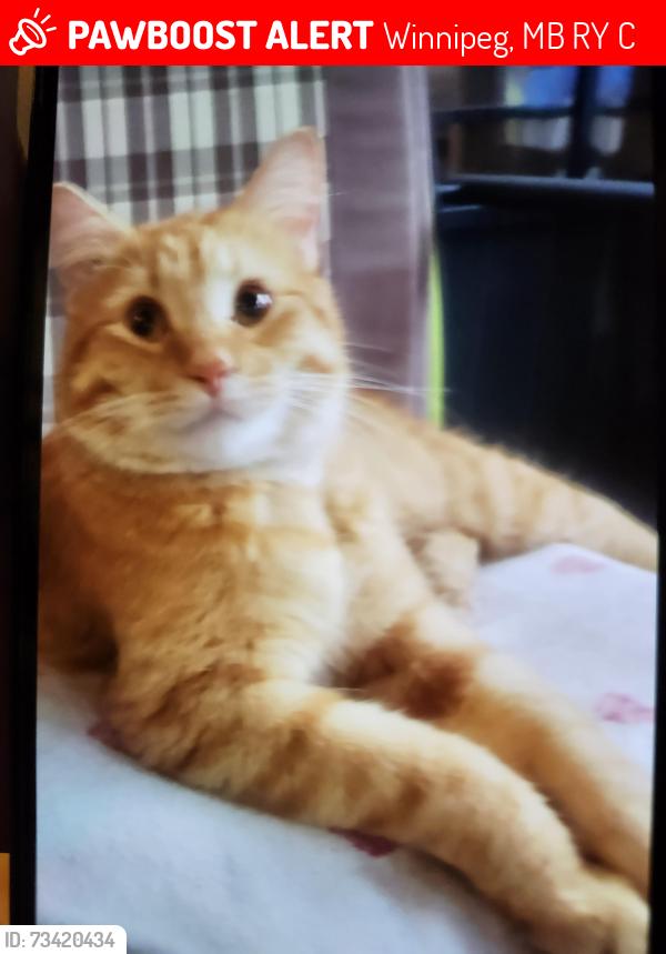 Lost Male Cat last seen School rd., Winnipeg, MB R2Y 0C4