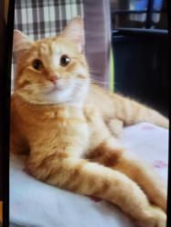 Lost Male Cat last seen School rd., Winnipeg, MB R2Y 0C4