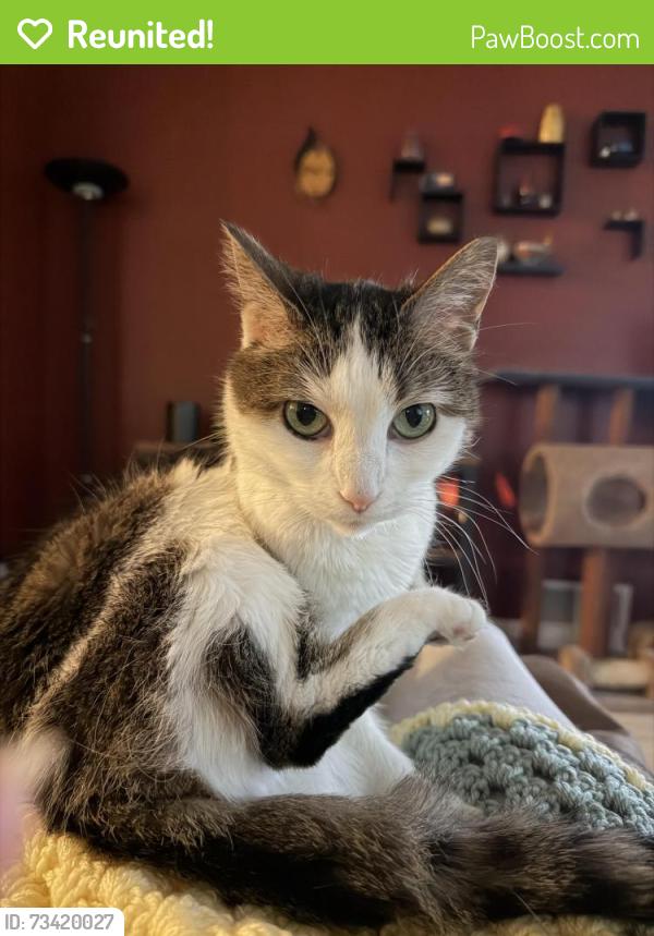 Reunited Female Cat last seen Grant and Hudson, Green Bay, WI 54303