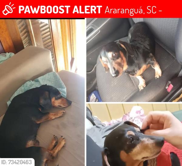 Lost Male Dog last seen Bairro sanga da toca restaurante parada 425, Araranguá, SC 88900-000