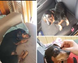 Lost Male Dog last seen Bairro sanga da toca restaurante parada 425, Araranguá, SC 88900-000