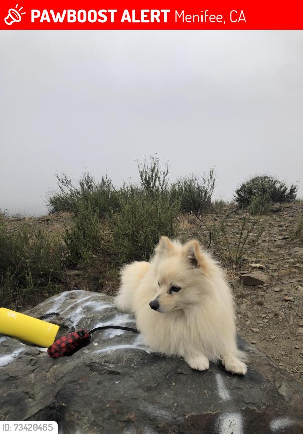 Lost Male Dog last seen Murrieta rd, Menifee, CA 92586