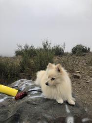 Lost Male Dog last seen Murrieta rd, Menifee, CA 92586