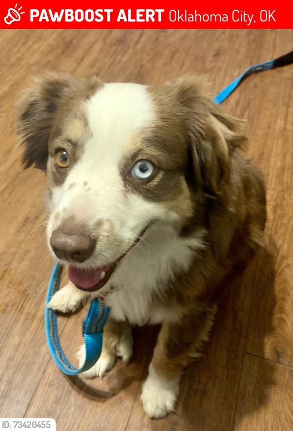 Lost Female Dog last seen 12th & Lindsey, Oklahoma City, OK 73162