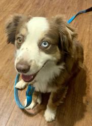 Lost Female Dog last seen 12th & Lindsey, Oklahoma City, OK 73162