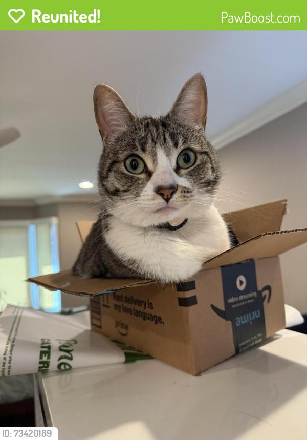 Reunited Female Cat last seen Hillcrest Blvd, Monrovia, CA 91016