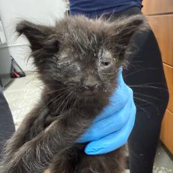 Shelter Stray Unknown Cat last seen , 124 Evergreen Ave, Newark, NJ 07114, USA