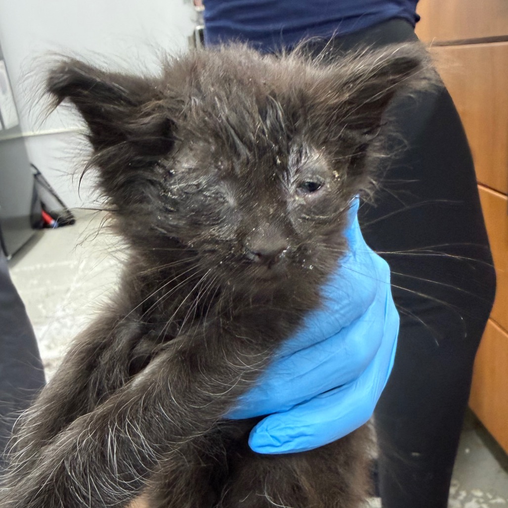 Shelter Stray Unknown Cat last seen , 124 Evergreen Ave, Newark, NJ 07114, USA