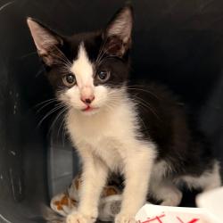 Shelter Stray Male Cat last seen , 328 Furman Hall Rd, Greenville, SC 29609, USA
