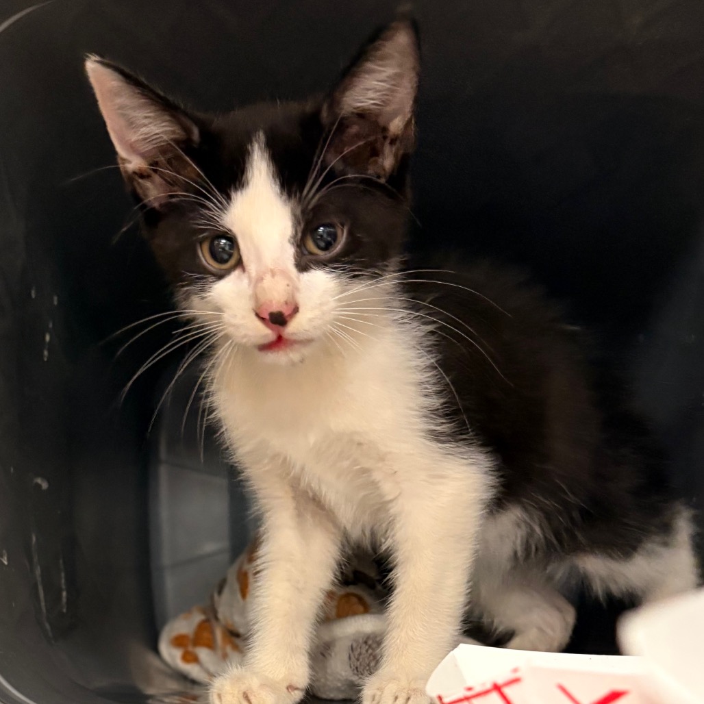Shelter Stray Male Cat last seen , 328 Furman Hall Rd, Greenville, SC 29609, USA
