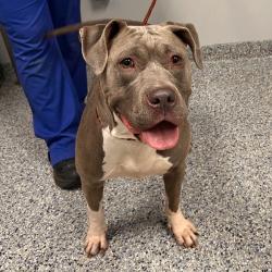 Shelter Stray Female Dog last seen , 328 Furman Hall Rd, Greenville, SC 29609, USA
