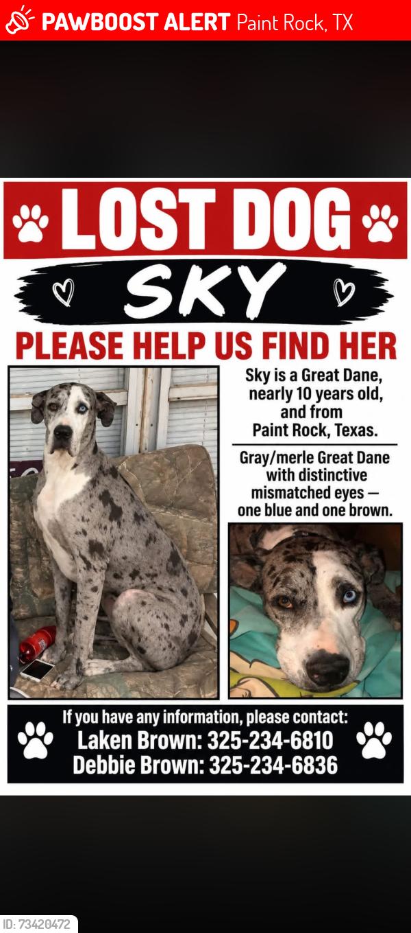Lost Female Dog last seen Highway 83, Paint Rock, TX 76866