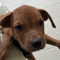 Shelter Stray Male Dog last seen , 2350 Appling City Cove, Memphis, TN 38133, USA