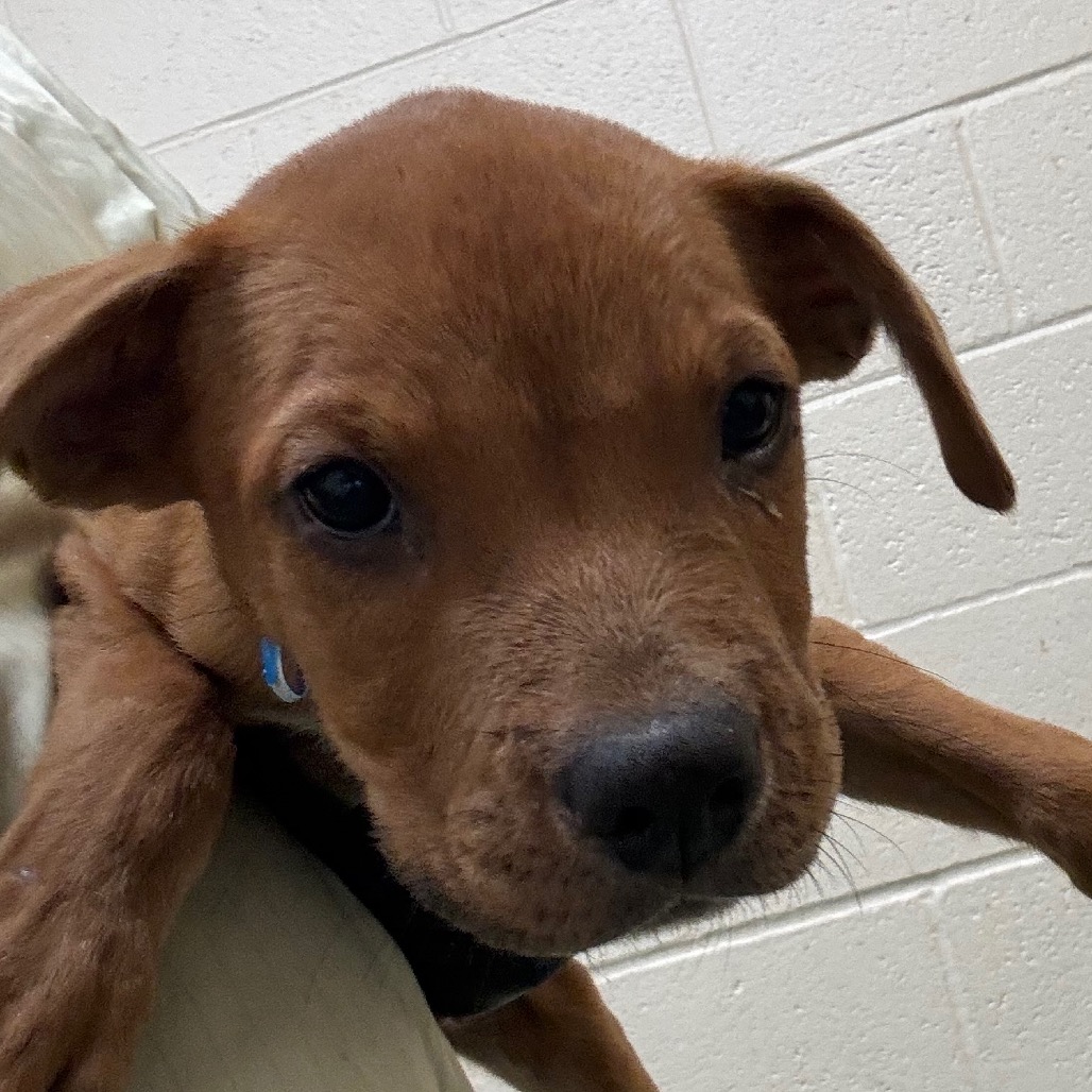 Shelter Stray Male Dog last seen , 2350 Appling City Cove, Memphis, TN 38133, USA