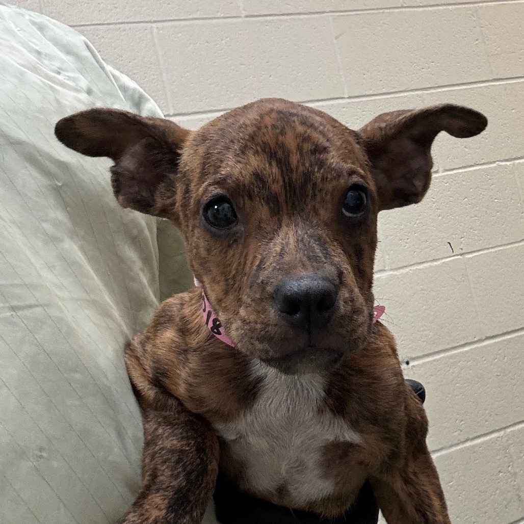 Shelter Stray Female Dog last seen , 2350 Appling City Cove, Memphis, TN 38133, USA