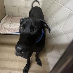 Shelter Stray Male Dog last seen , 4500 N Access Rd, Chattanooga, TN 37415, USA