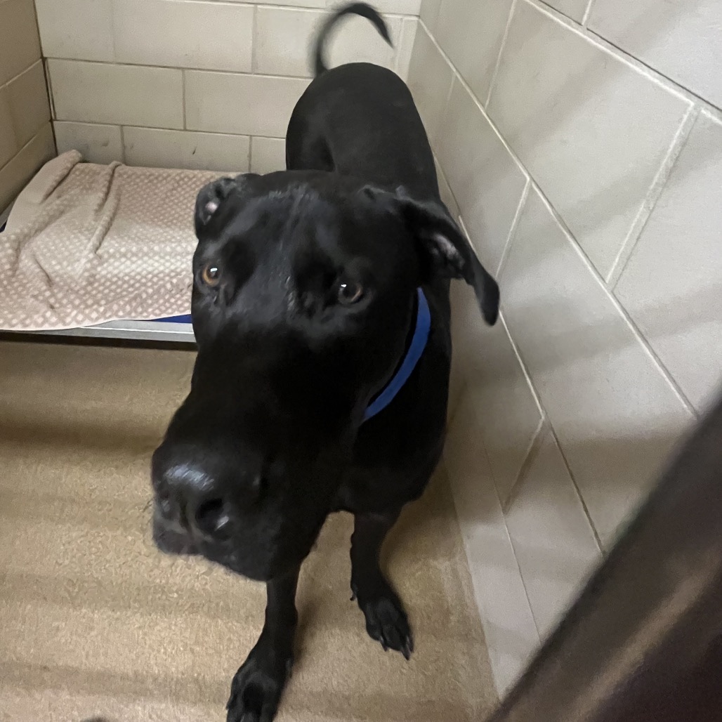 Shelter Stray Male Dog last seen , 4500 N Access Rd, Chattanooga, TN 37415, USA