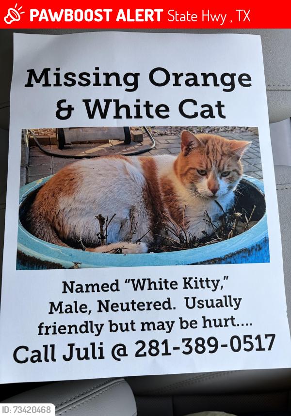 Lost Male Cat last seen South Paleface Ranch Rd, State Hwy 71, TX 78741