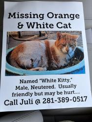 Lost Male Cat last seen South Paleface Ranch Rd, State Hwy 71, TX 78741