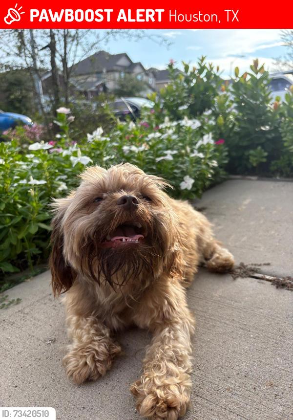 Lost Male Dog last seen Brown hair, Houston, TX 77014
