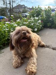 Lost Male Dog last seen Brown hair, Houston, TX 77014