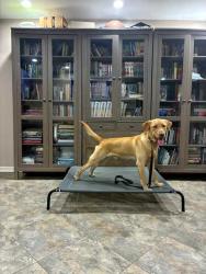 Reunited Male Dog last seen The woods behind Huntvalley Way leading toward Defense Highway, Crofton, MD 21114