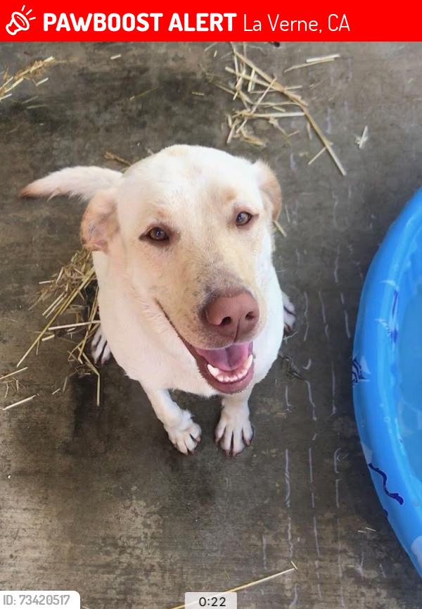 Lost Female Dog last seen Bonita and wheeler, La Verne ca, La Verne, CA 91750