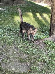 Found/Stray Unknown Cat last seen cndmnium complex of 95 Capulet lane and backyard streets on blacksmith, London, ON N6H 5V6