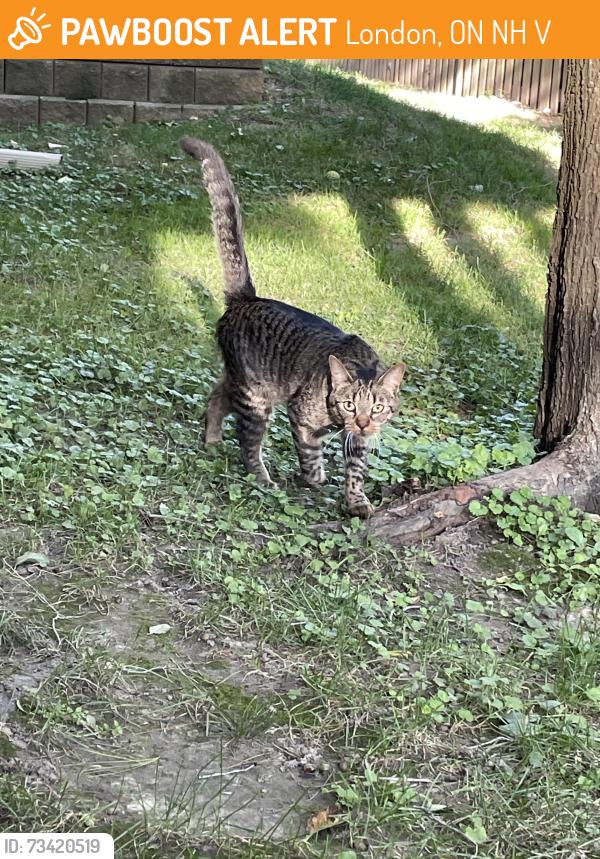 Found/Stray Unknown Cat last seen cndmnium complex of 95 Capulet lane and backyard streets on blacksmith, London, ON N6H 5V6