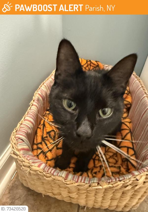Found/Stray Female Cat last seen Near south, Parish, NY 13131
