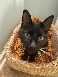 Found/Stray Female Cat last seen Near south, Parish, NY 13131