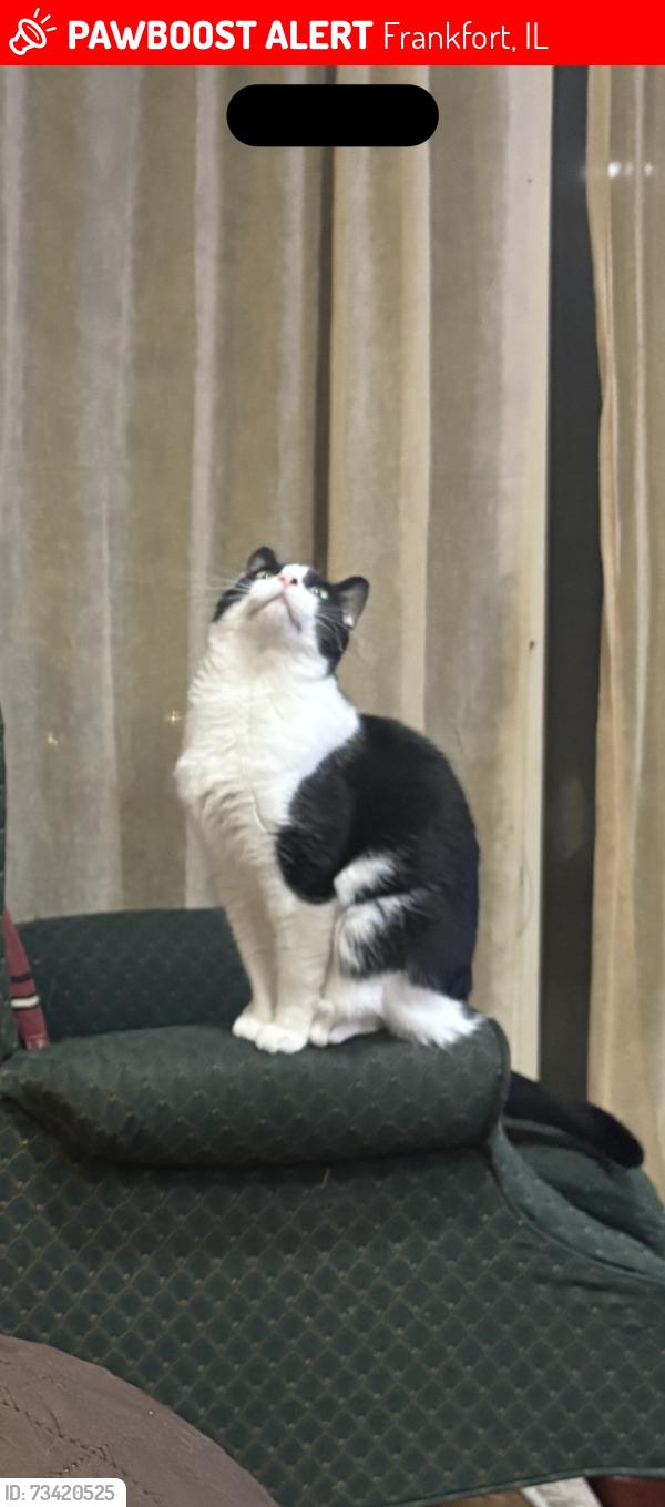 Lost Male Cat last seen Near Aberdeen rd, Frankfort, IL 60423