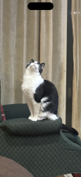 Lost Male Cat last seen Near Aberdeen rd, Frankfort, IL 60423