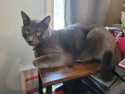Reunited Male Cat last seen Auti Car Wash in Denton, Denton, NC 27239